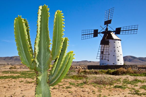 Kakteen und die traditionelle Steinwindmühle auf Fuerteventura